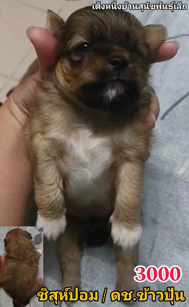 เปิดจอง ชิสุห์ผสม ปอม พุดเดิ้ล ชิวาว่า 17