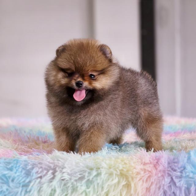 ปอมแท้ฟอร์มหมีไซส์เล็กสีส้มเพศเมียพร้อมย้ายบ้าน