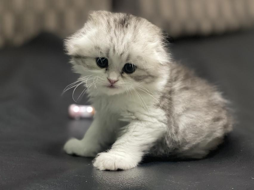 น้องแมวหูพับน่ารัก(หญิง)พร้อมย้ายบ้าน 13