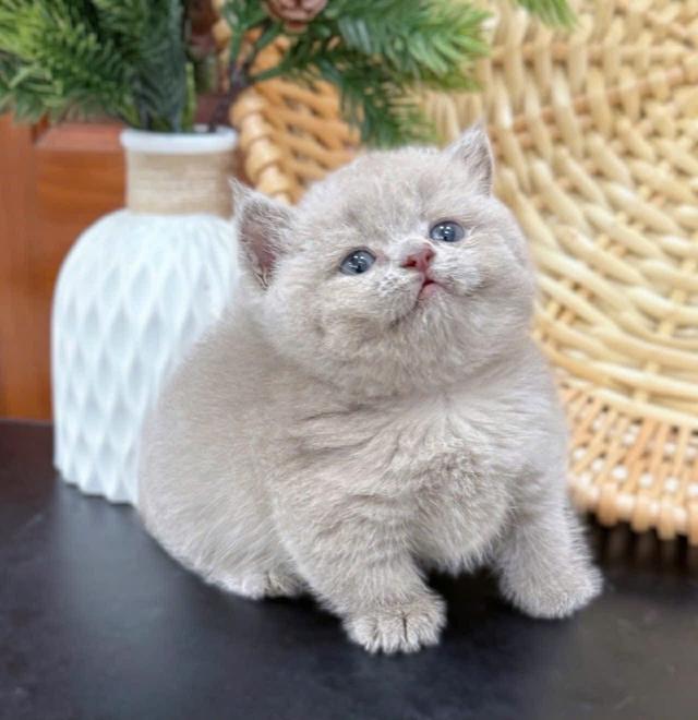 แมวมันช์กิ้น เด็กชาย 4