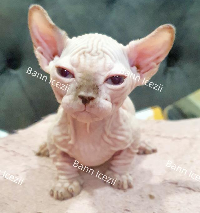 สฟิงซ์ เพศหญิง ขาสั้น หูพลิก แข็งแรง นิสัยเรียบร้อยขี้อ้อนมาก  23,000