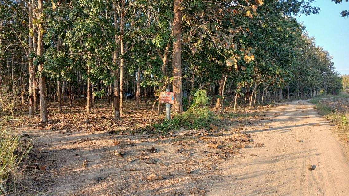 ที่ดินสวนยางมีผลไม้แซมหลากหลาย มีต้นสักขนาดใหญ่ และมีโฉนด 2