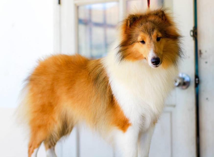 For Sale Shetland Sheepdog 2