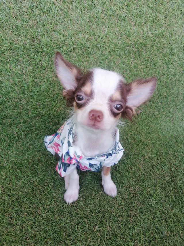 ชิวาว่าเเท้ขนยาว สีช็อค เพศผู้ พร้อมย้าย รูปที่ 3