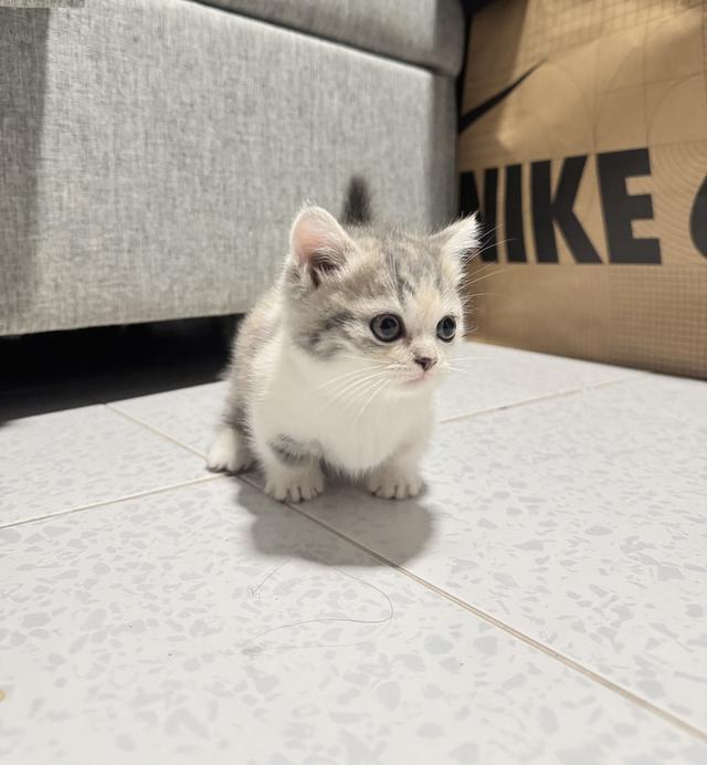 ลูกแมวพันธุ์มัชกิ้นขาสั้น 3