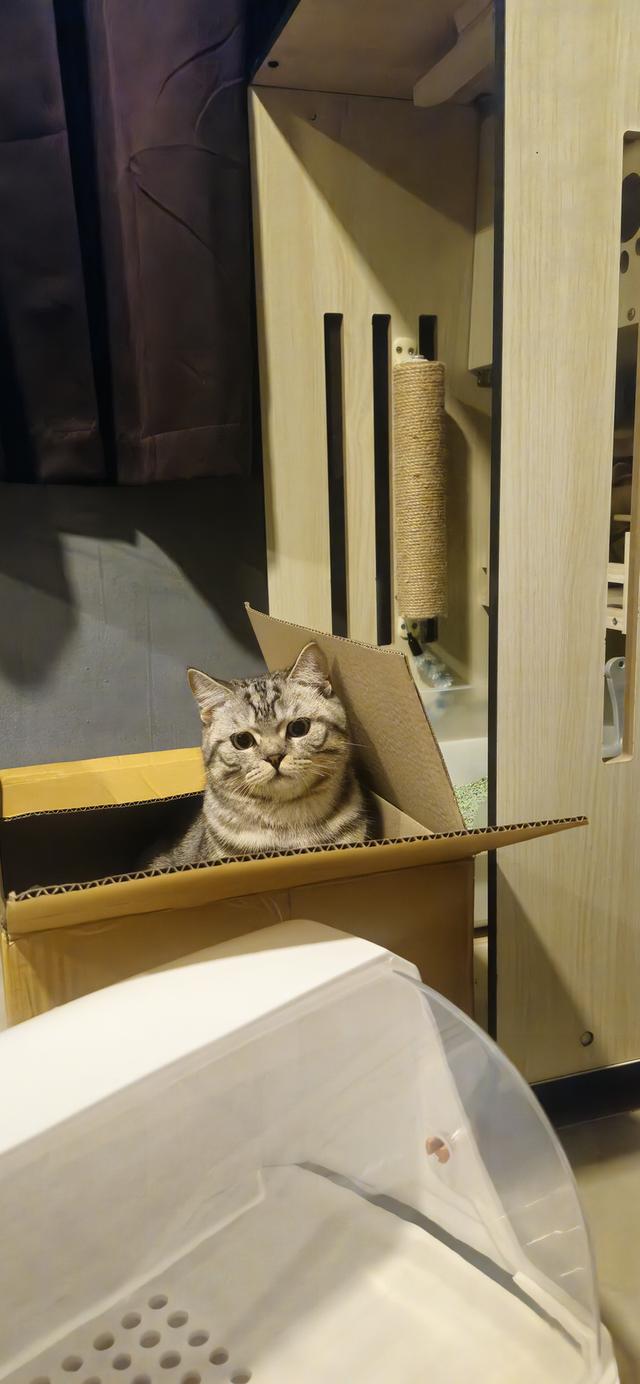 น้องแมว เพศ.ช (พันธุ์ สก็อตติช ) ทำหมันแล้วค่า