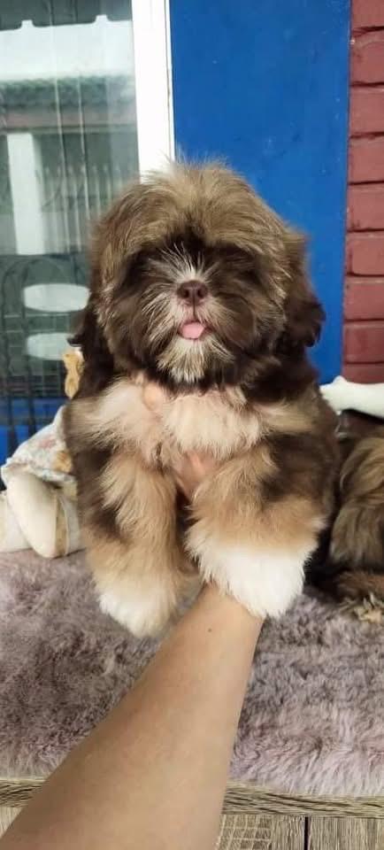 ลูกสุนัข Lhasa Apso 3