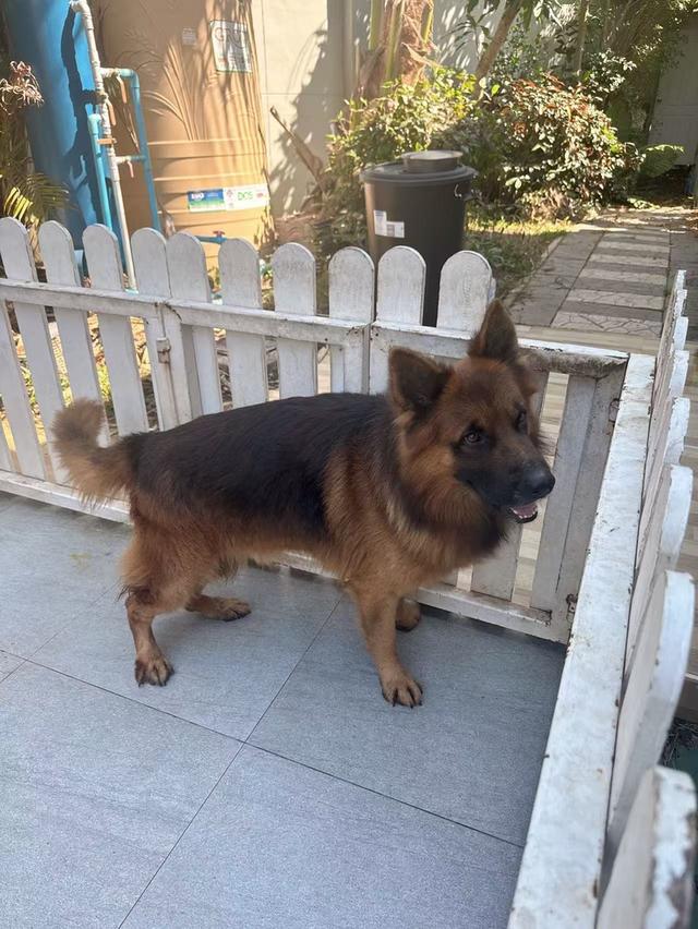 หมาพันธุ์เยอรมันเชพเพิร์ด 3