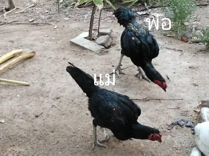 ไก่ชนก๋อย3เดือนเลือกเพศได้ รูปที่ 4