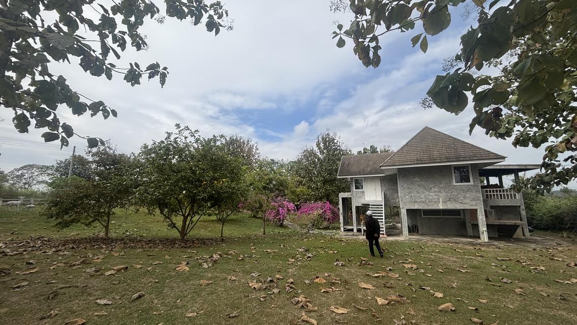 ที่ดินพร้อมบ้าน 2 ไร่ 2.7 ล้าน ต.วังหมี บ้านโคกสันติสุข 11