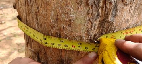 ที่ดินพร้อมสวนป่าสัก 8-2-21 ไร่ ต.ทุ่งยั้ง อ.ลับแล จ.อุตรดิตถ์ รูปที่ 15