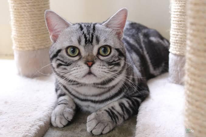 แมวอเมริกัน ชอร์ตแฮร์ (American Shorthair)  2