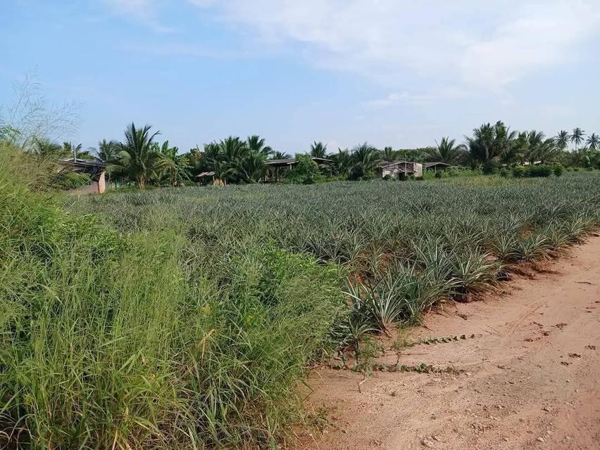 ที่ดินโฉนดครุฑแดงราคาถูกมาก23ไร่เศษ200,000 บาทต่อไร่ต่ำกว่าราคาประเมิน 8