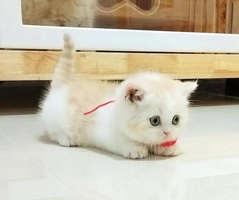 แมวขาสั้น (มันช์กิ้น) 2