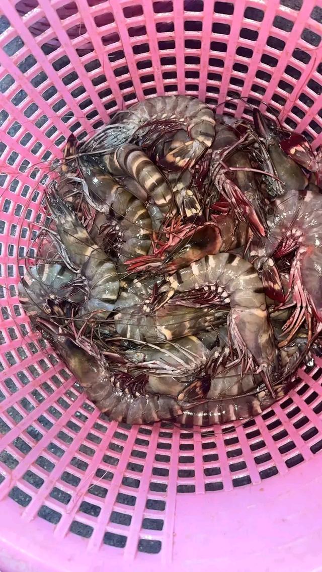 ของทะเลสดๆ กุ้งลายเสือ 3