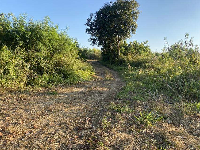 ที่ดิน11ไร่อยู่ถนน4เลนตัดใหม่กาฬสินธุ์-มุกดาหาร 14