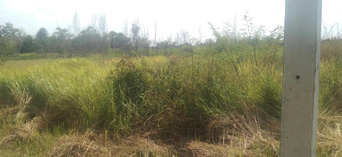 ขายที่ดินโฉนดครุฑแดง 4 ไร่ 9