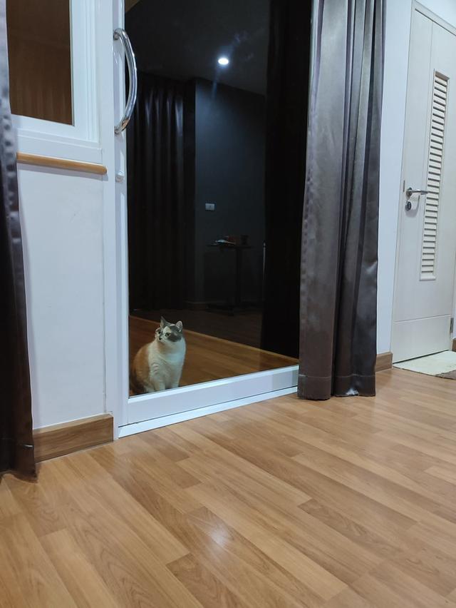 ขายด่วนทาวน์โฮมลาดพร้าวซอย 21 ไกล้รถไฟฟ้า 2 สาย 9