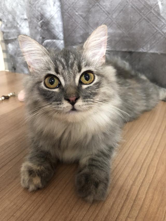 น้องแมวพันธุ์ หิมาลายันผสมชินชิล่า เพศหญิง