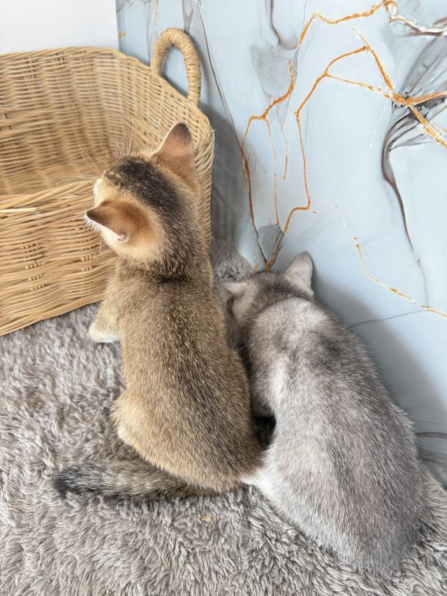 ลูกแมวสายพันธุ์บริติชแท้ รูปที่ 7