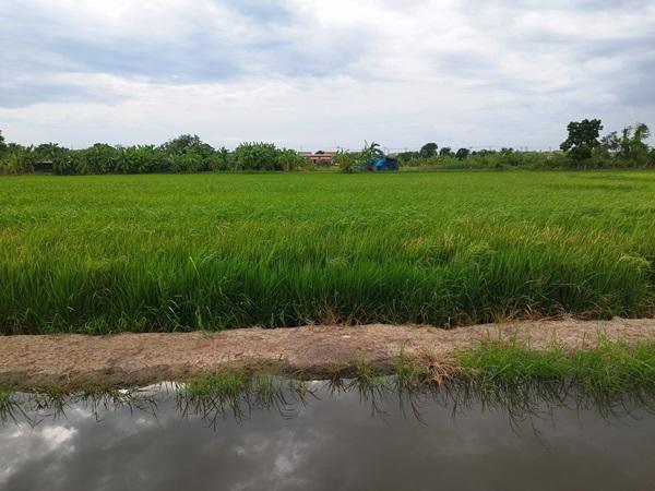 ขายที่ดินนนทบุรี ไทรน้อย บางบัวทอง-ถมแล้ว เส้นบ้านกล้วย-ไทรน้อย ซอยสามัคคีธรรม2 โทร 095-4681414 9