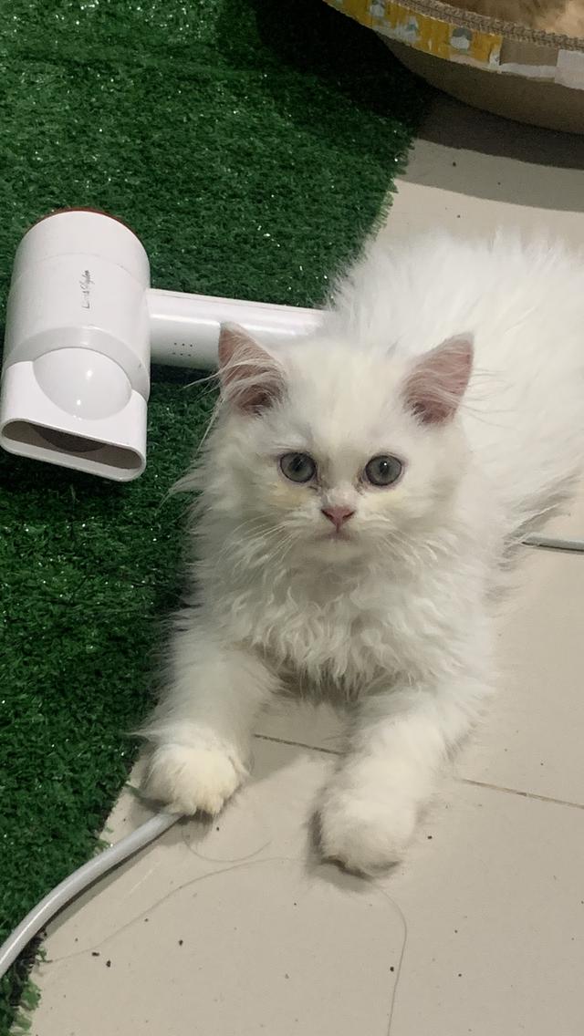 แมวเปอร์เซีย