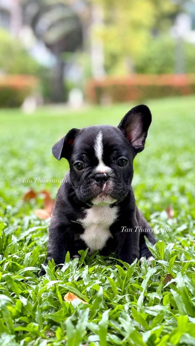 เฟรนบลูด็อก ด.ช. อายุ 45 วัน พร้อมย้ายบ้าน