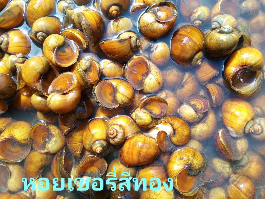 จำหน่ายแม่พันธ์หอยเชอรี่สีทอง 4