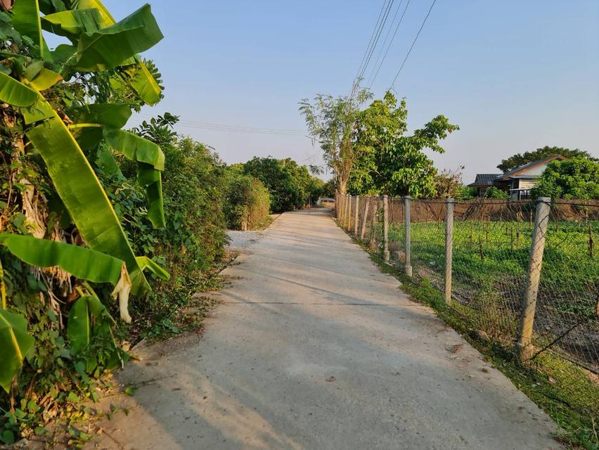 ที่ดินสวนลำไย อ.เมือง ลำพูน 2