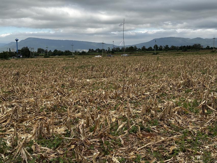 ที่ดินเขาใหญ่ มองเห็นวิวเขา 2ไร่ 2งาน 19ตรว หน้ากว้างติดถนนลาดยาง 77 เมตร ไฟ 3เฟส น้ำพร้อม ถนนลาดยางกว้าง 8 เมตร 1