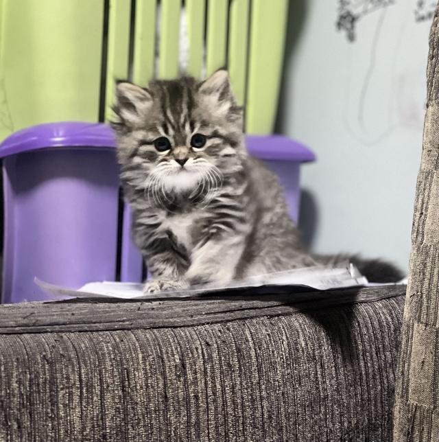 แมวเสือ(หญิง)เกิด 19/9/68