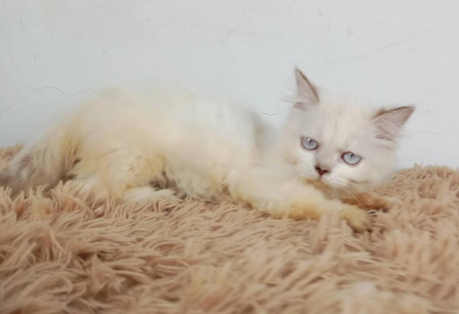 5.แมวมันช์กิ้น/เพศเมีย หาบ้าน Munchkin Cat/Female looking for a new home 9