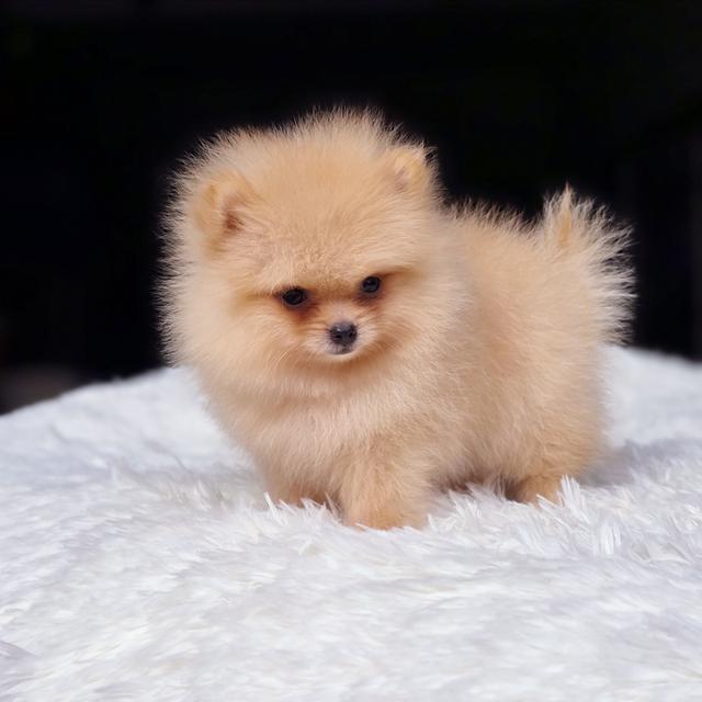น้องไทเฮา ปอมทีคัพสีครีมเพศเมีย 6