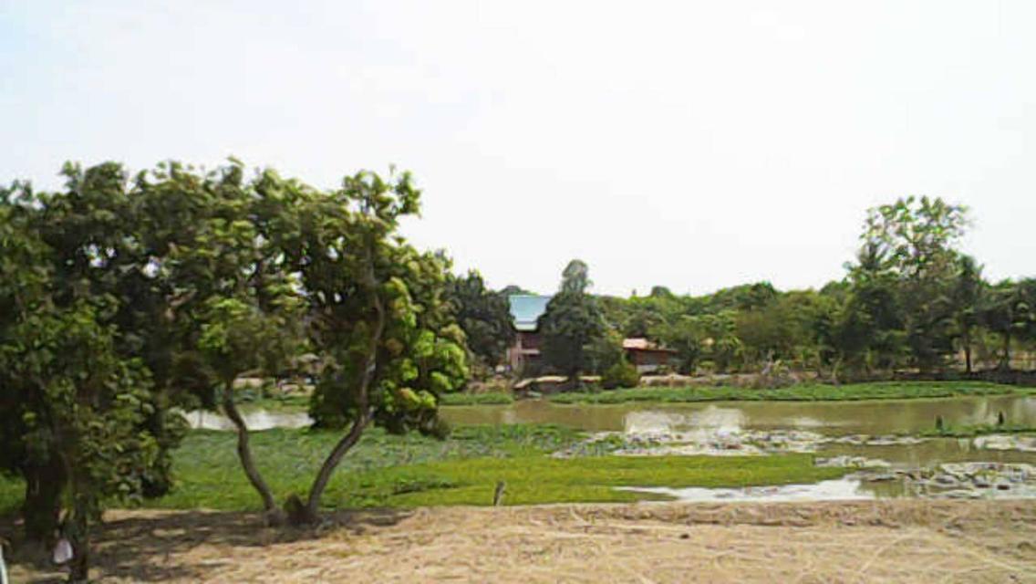 ที่ดินจังหวัดสุพรรณบุรี อำเภอสามชุกติดแม่น้ำท่าจีนน้ำไม่ท่วมอำเภอสามชุก 4