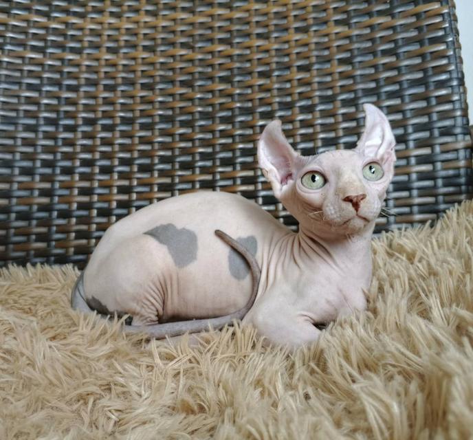 31.แมวดเวล/เพศผู้ Dwelf Cat/Male