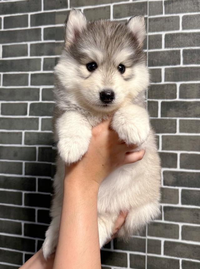 ไซบีเรีย​นฮัสกี้พันธุ์​แท้​ สีเทาหมาป่า(Wolf Grey)  เพศเมีย