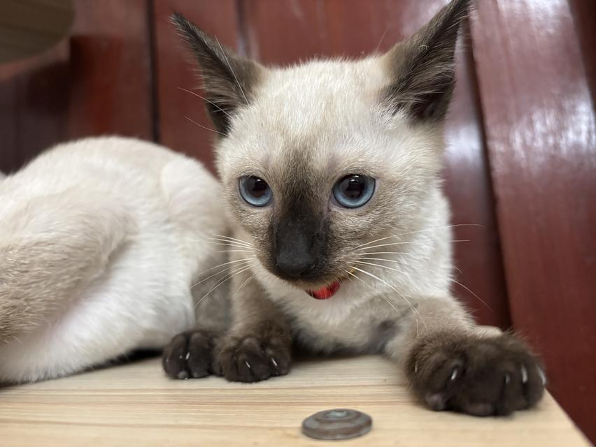 ลูกแมววิเชียรมาศ แท้! พ่อแม่มีใบรับรองสายพันธุ์ 6