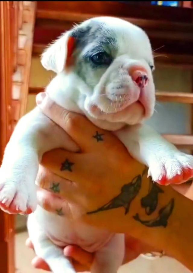 ลูกสุนัขพันธุ์ french bulldog