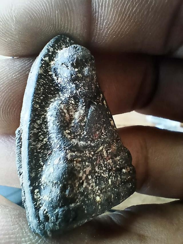 พระหลวงปู่ทวด ว่าน๙๗ รูปที่ 2