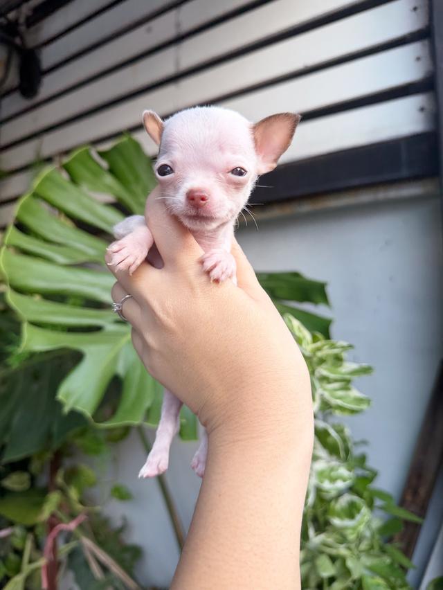 ชิวาวาแท้ ขนสั้นทีคัพ เพศผู้ 12