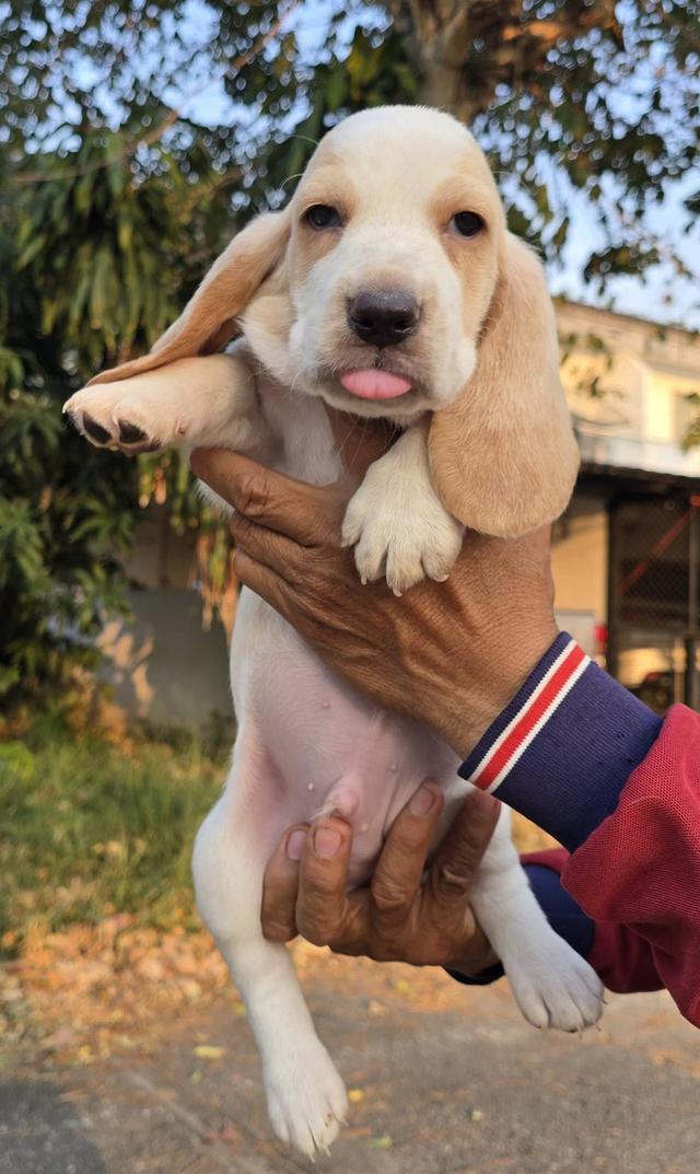 สุนัขบาสเซ็ตฮาวด์เพ็ดสมาคมเต็มใบ รูปที่ 18