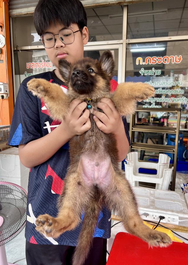 สุนัขเยอรมันเชฟเพริด 6