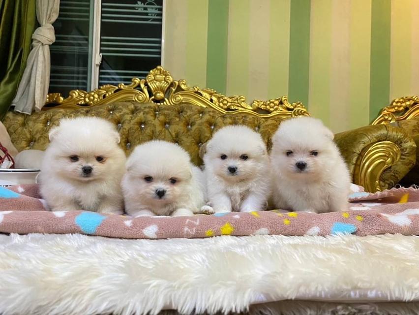 ลูกปอมแท้ น่ารัก อ้วนกลมหมี มีบริการจัดส่ง Pomeranian สอบถามได้นะคะ รูปที่ 5