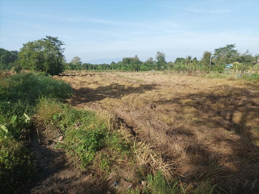 ขายที่ดิน1ไร่ ต.ป่าป้อง อ.ดอยสะเก็ด จ.เชียงใหม่ 7