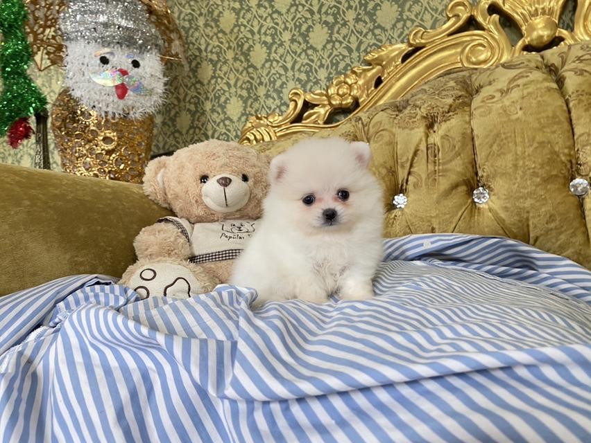 ลูกปอมแท้ พร้อมย้ายบ้าน รับประกันสุขภาพ 2