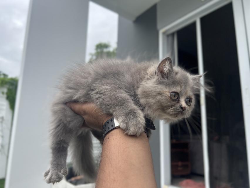 แมวเปอร์เซีย