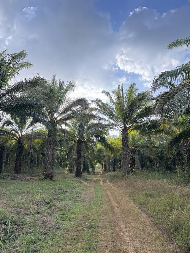 สวนปาล์มสวนทุเรียนพร้อมบ้านสวน 7