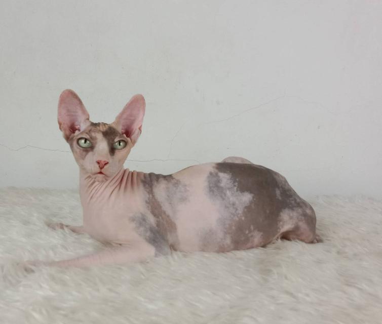 21.แมวสฟิงซ์/เพศเมีย หาบ้าน Sphynx Cat/Female looking for a new home 5