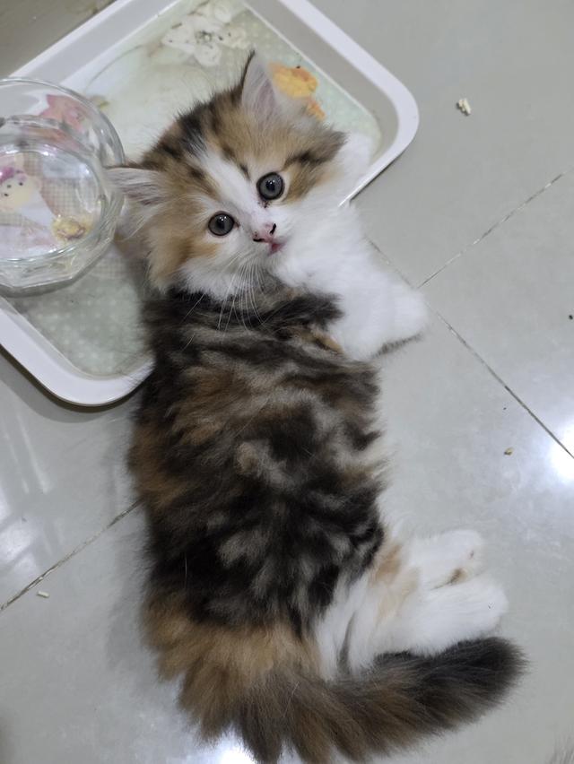 น้องแมวขาสั้น 3 สี ขนปุย 12