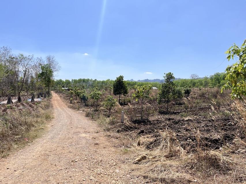 ขายที่ดิน วิวภูเขา⛰️📍จำนวน4ไร่  = 2แปลงติดกัน*แปลงที่1 (2ไร่)*แปลงที่2 (2ไร่)📍ราคาไร่ละ350,000 บาทเอกสาร  นส4จฟรีโอนกรรมสิทธ์ บรรยากาศดี วิวสวย สงบ 12